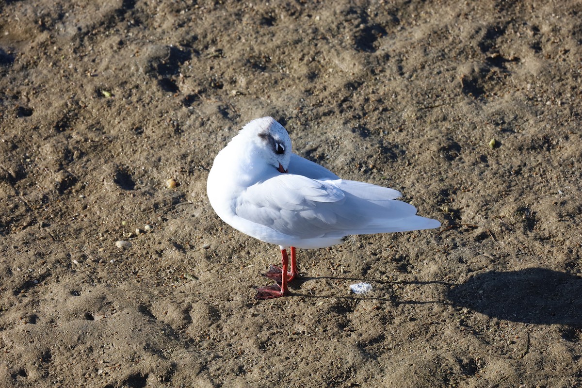 Mediterranean Gull - ML624224232