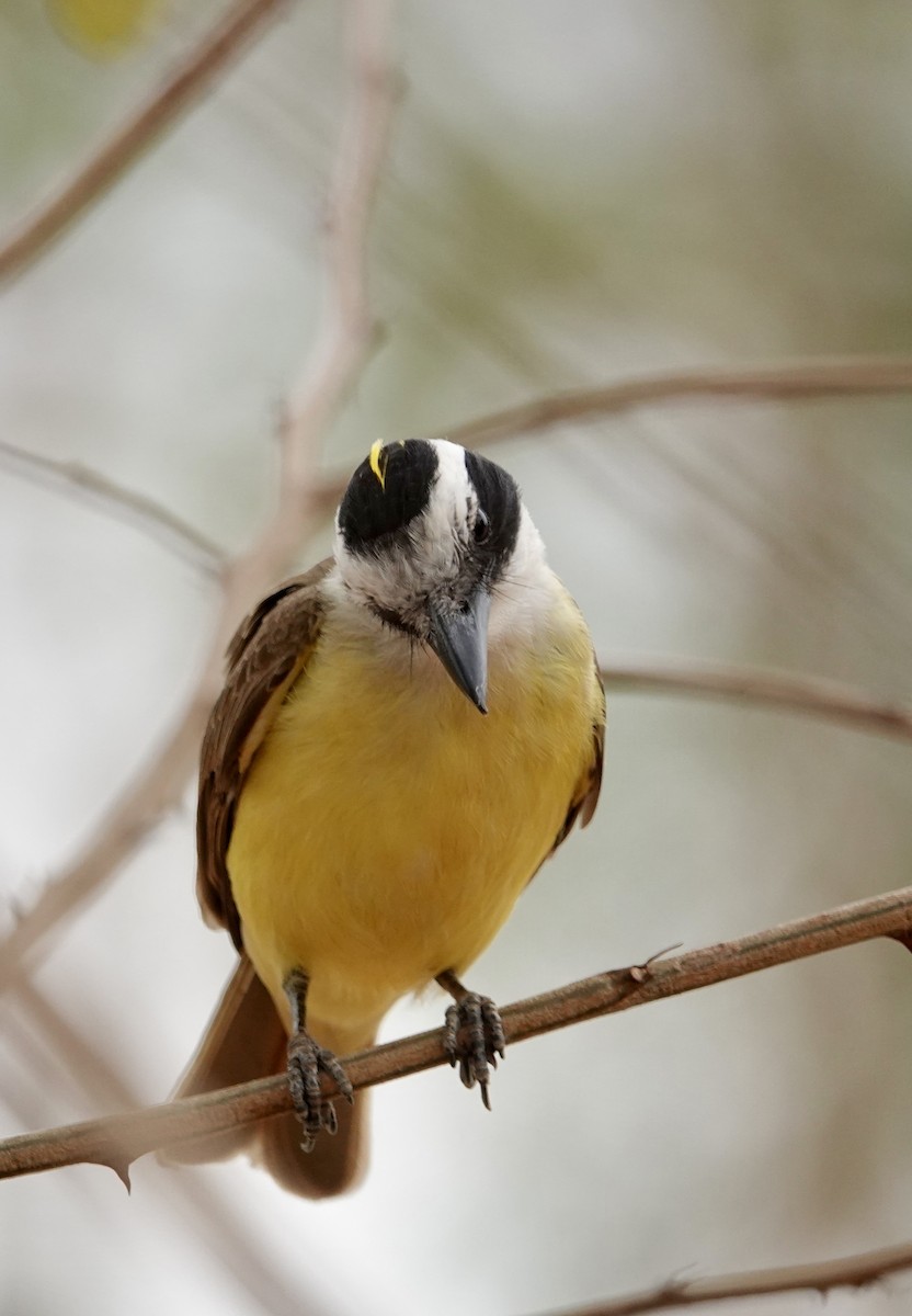 Great Kiskadee - ML624224234