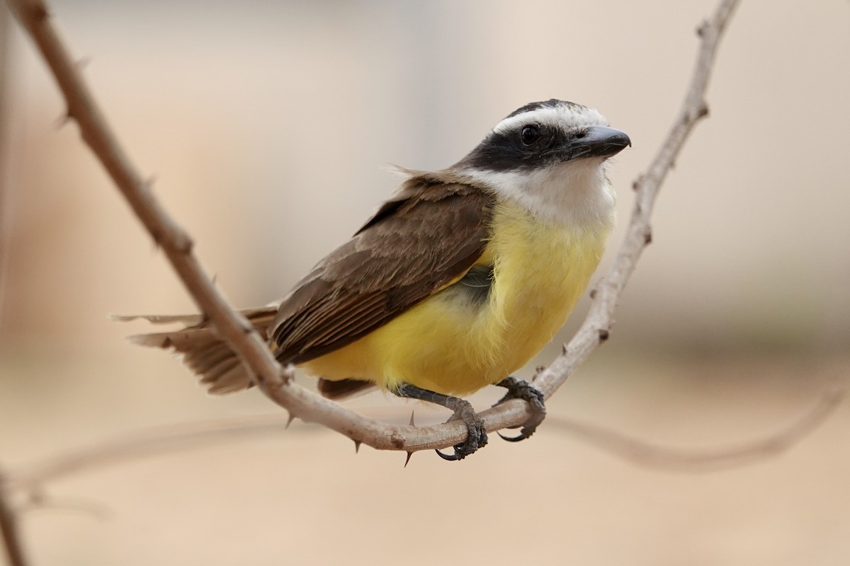 Great Kiskadee - ML624224235