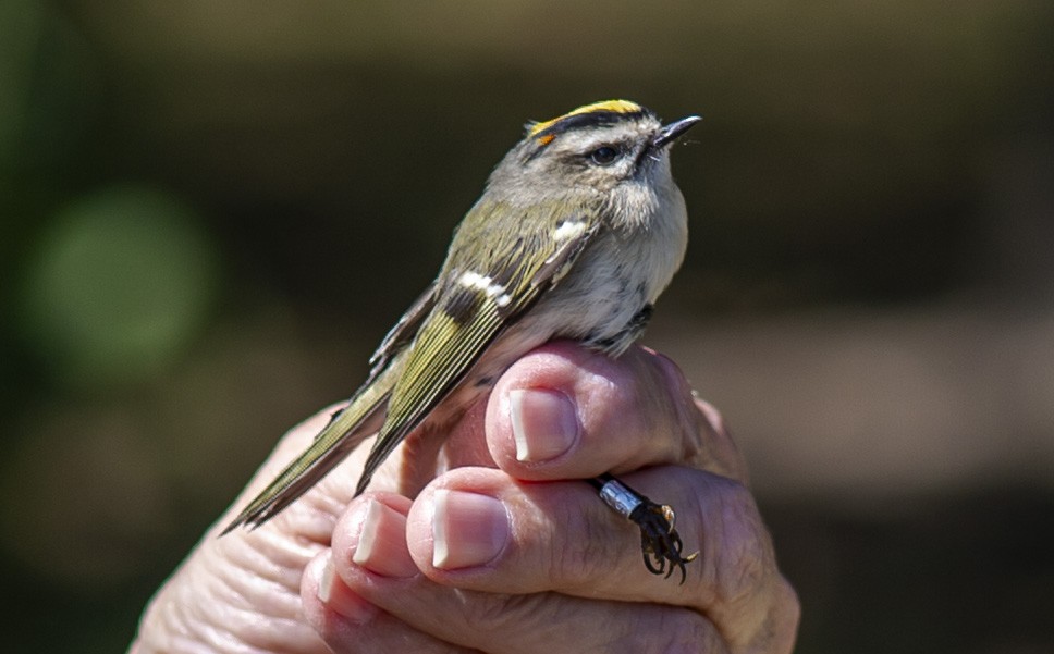 Golden-crowned Kinglet - ML624224241