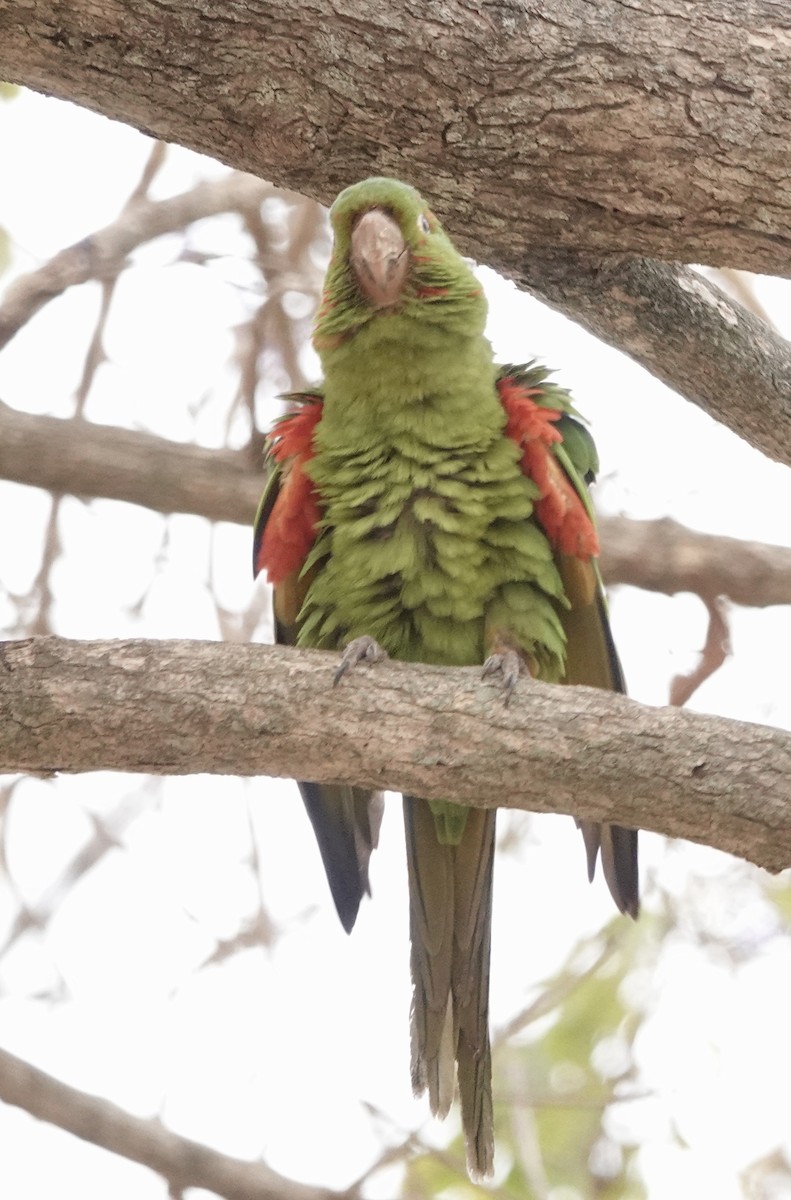 White-eyed Parakeet - ML624224243