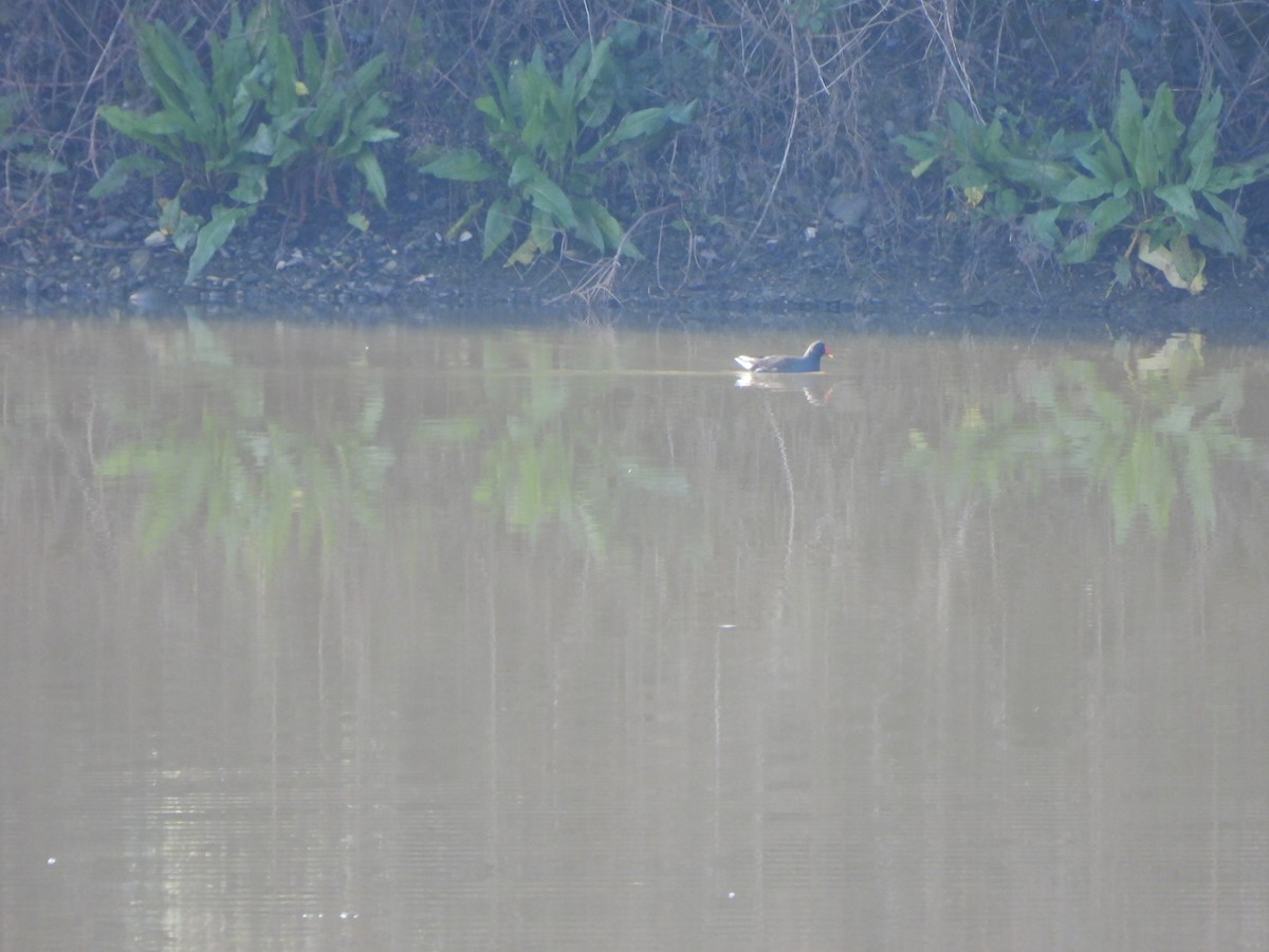 Eurasian Moorhen - ML624224256