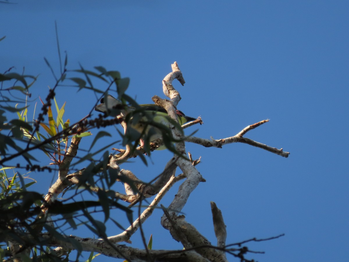 Australasian Figbird - ML624224257