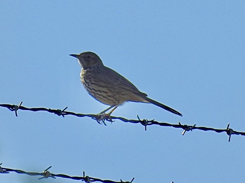 Sage Thrasher - ML624224268