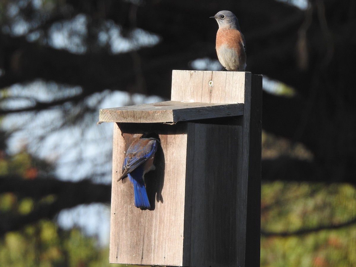 Western Bluebird - ML624224269