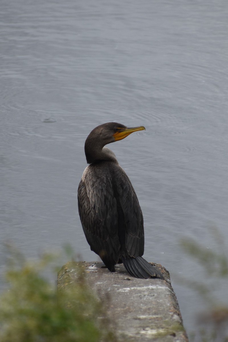 Double-crested Cormorant - ML624224270