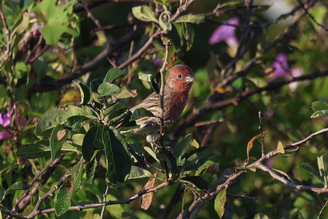 House Finch - ML624224272