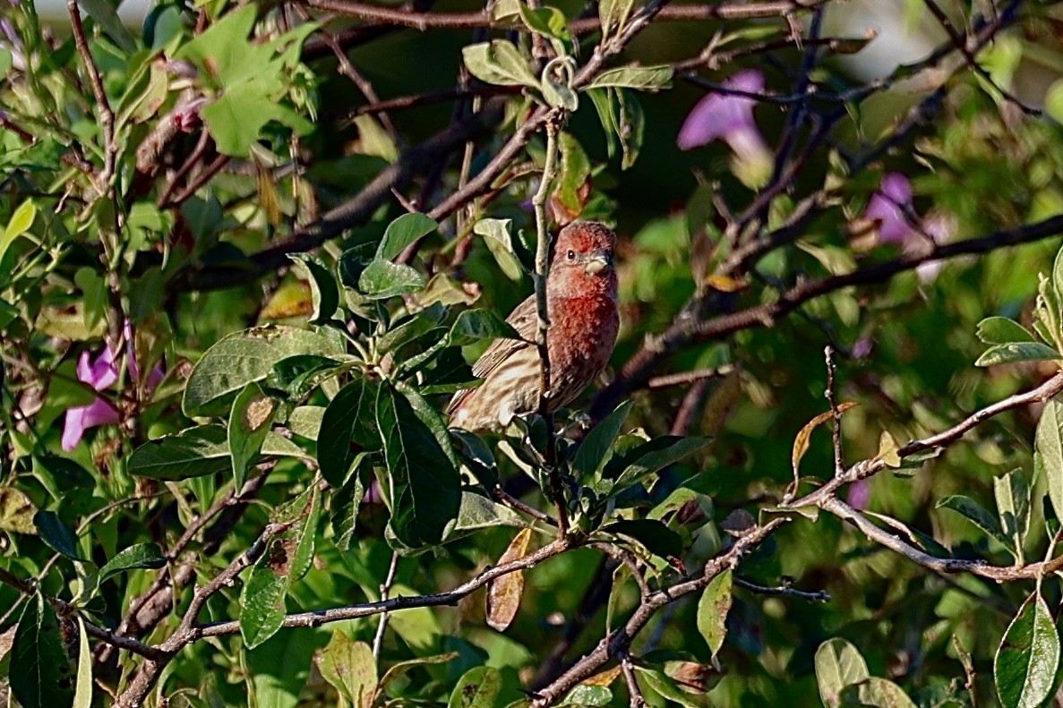 House Finch - ML624224273