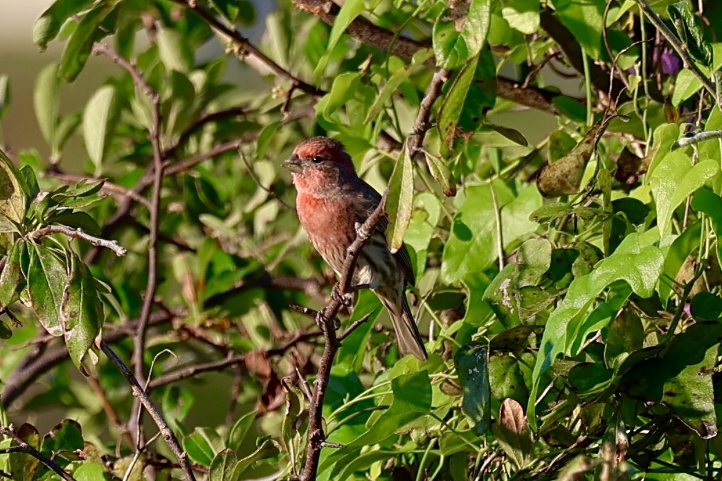 House Finch - ML624224274