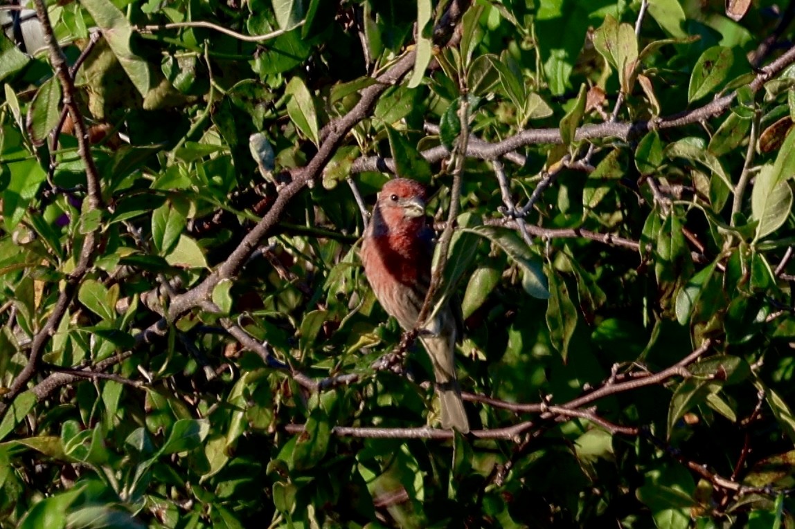 House Finch - ML624224275