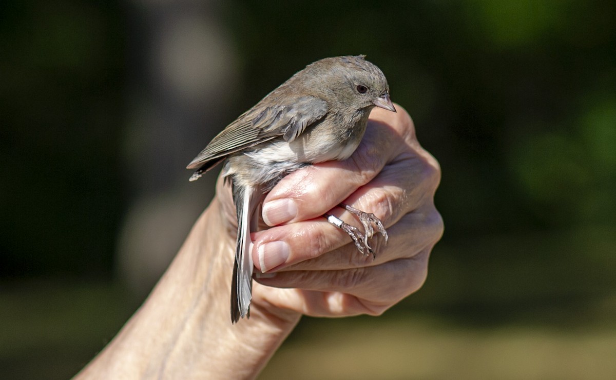 Dark-eyed Junco (Slate-colored) - ML624224276