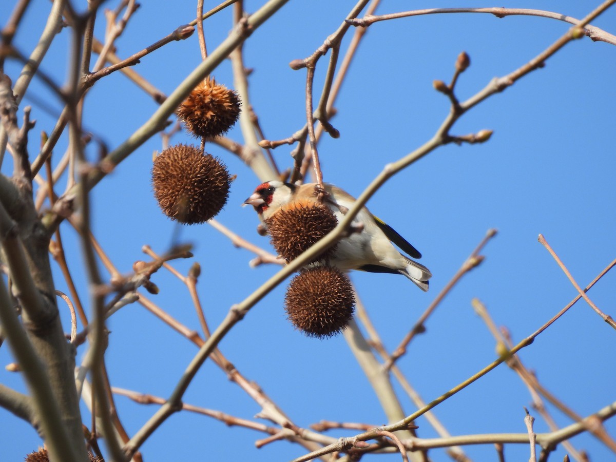 European Goldfinch - ML624224279