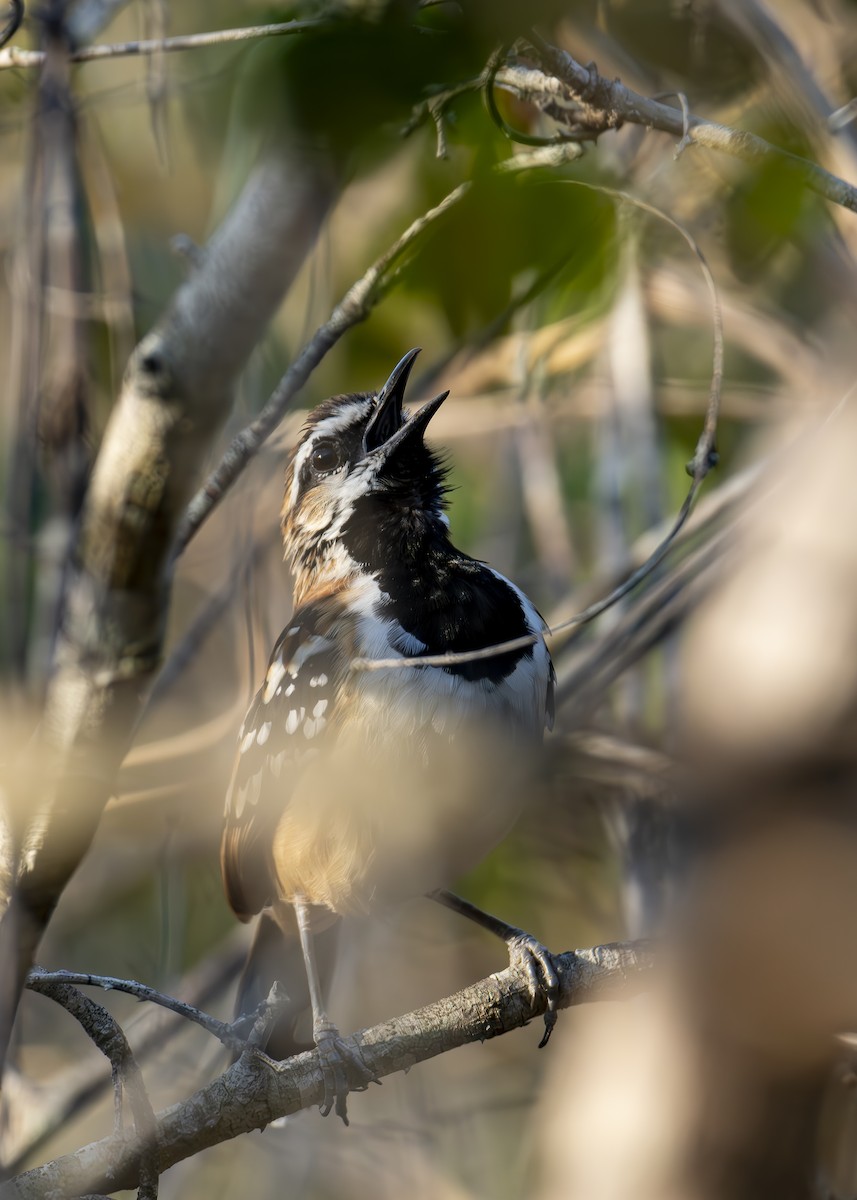 Stripe-backed Antbird - ML624224283