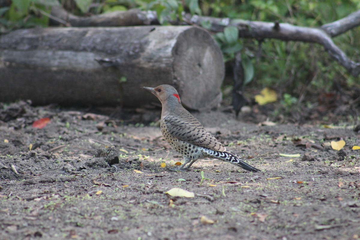 Northern Flicker - ML624224285