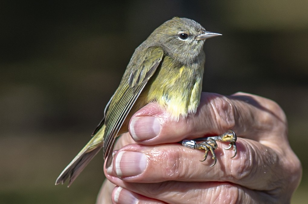 Orange-crowned Warbler - John Longhenry