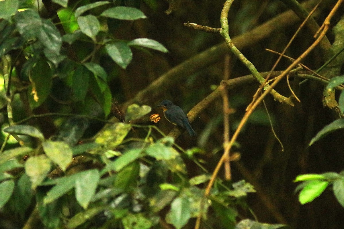 Tickell's Blue Flycatcher - ML624224287