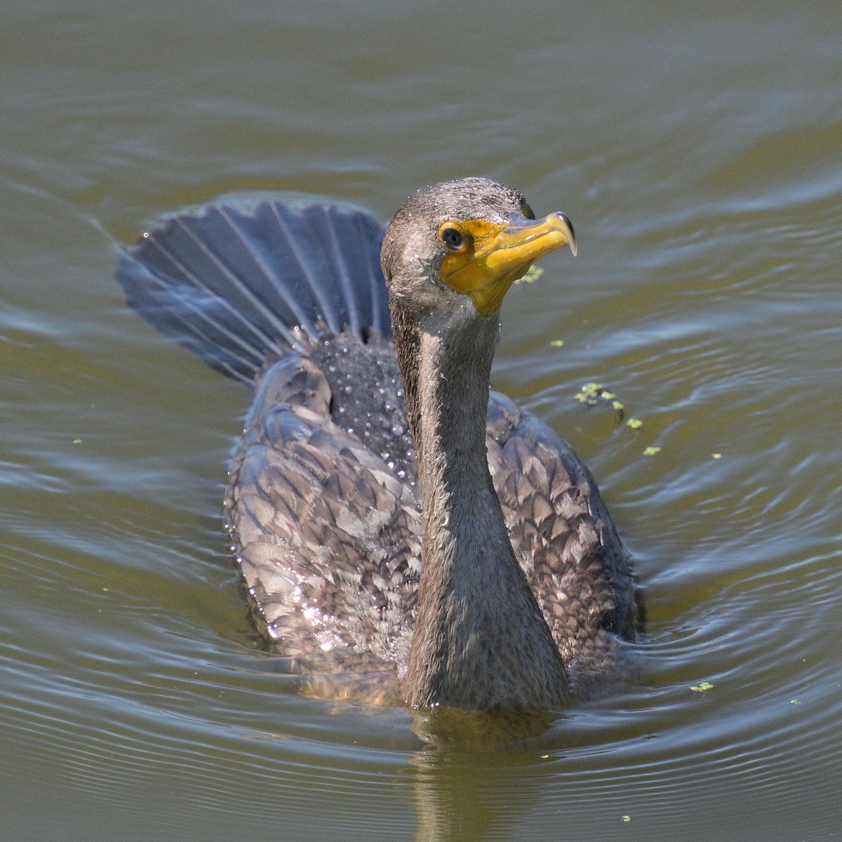 Double-crested Cormorant - maggie s