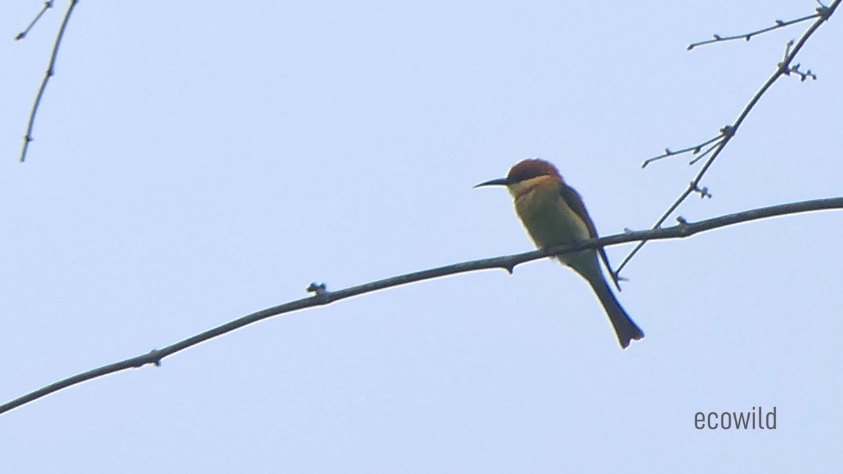 Chestnut-headed Bee-eater - ML624224296