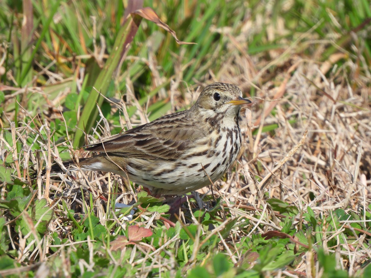 Meadow Pipit - ML624224299