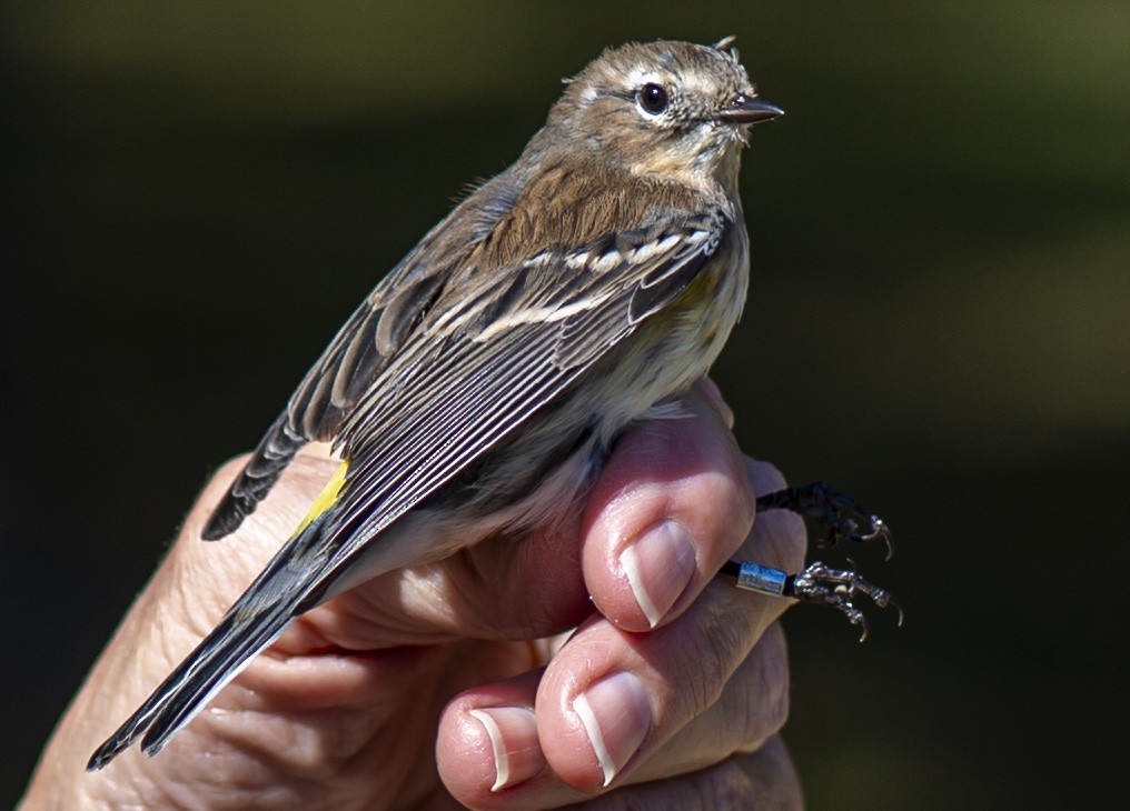 Yellow-rumped Warbler (Myrtle) - ML624224302