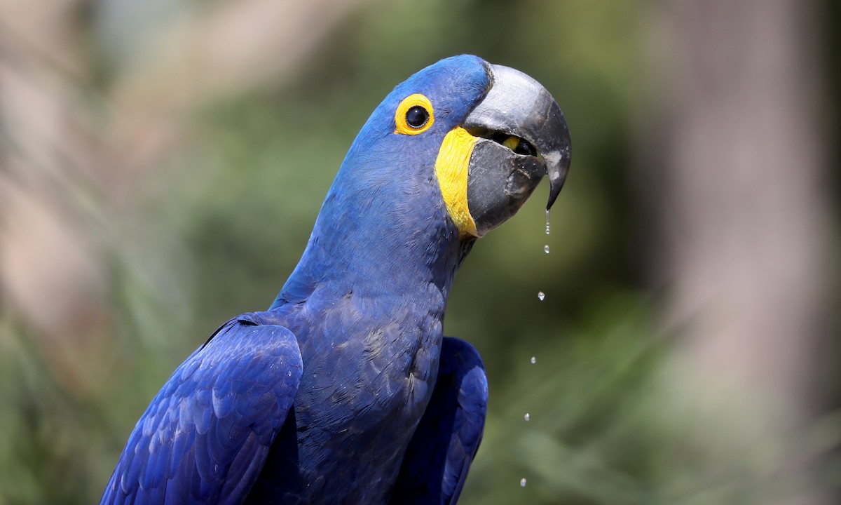 Hyacinth Macaw - ML624224311