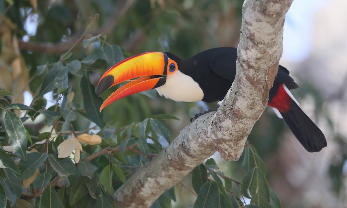 Toco Toucan - ML624224313