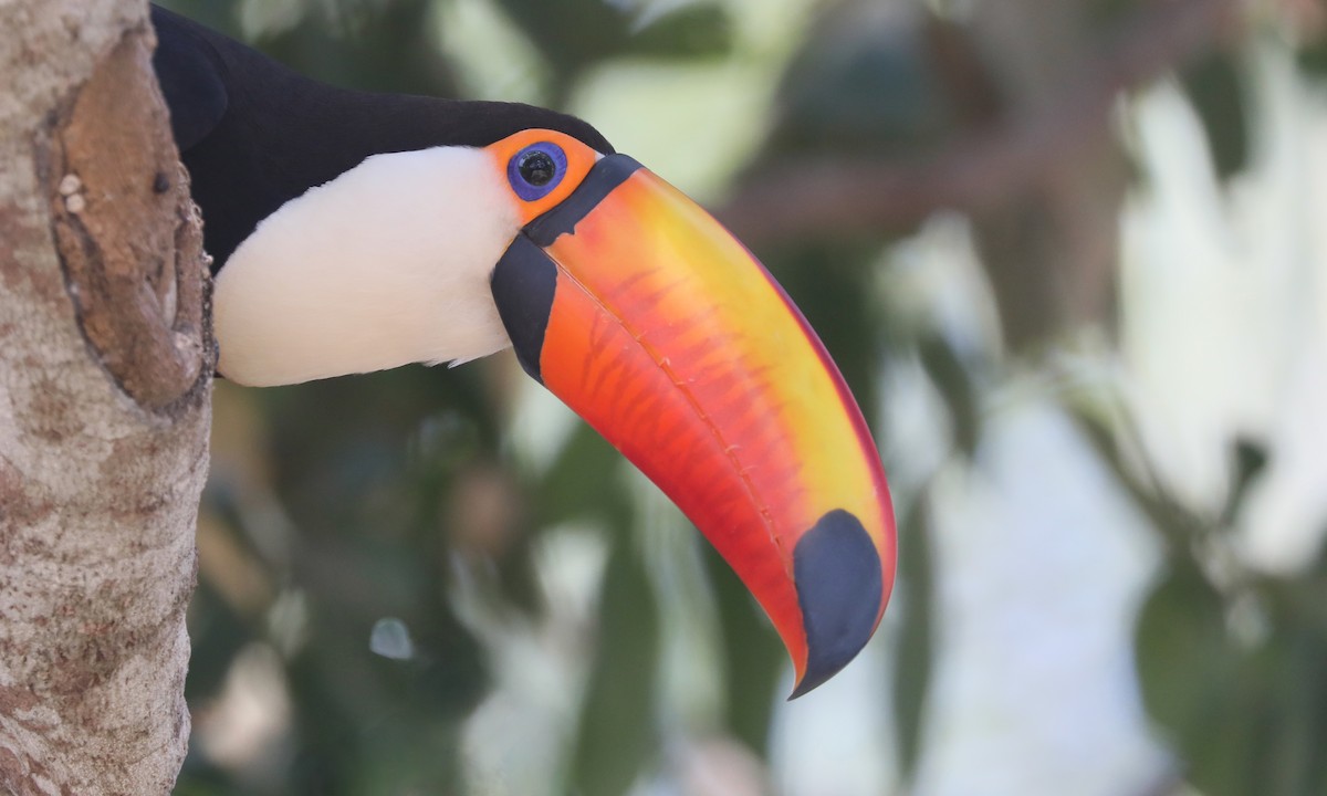 Toco Toucan - ML624224314