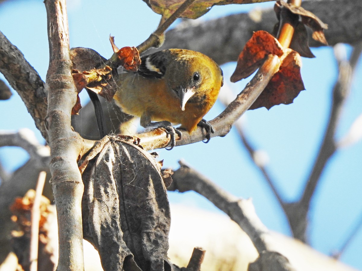 Baltimore Oriole - ML624224318