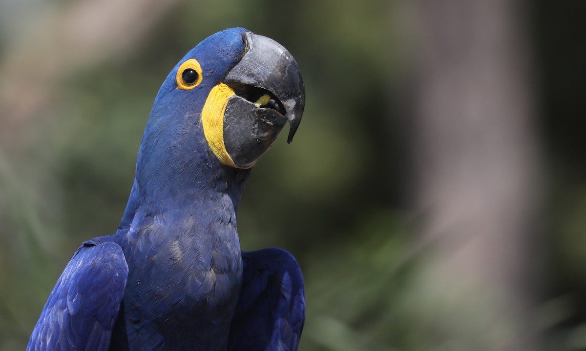 Hyacinth Macaw - ML624224324