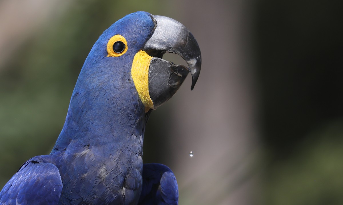 Hyacinth Macaw - ML624224326