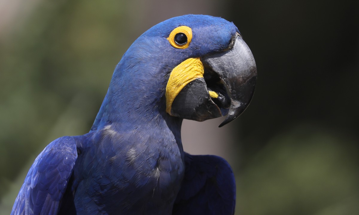 Hyacinth Macaw - ML624224328