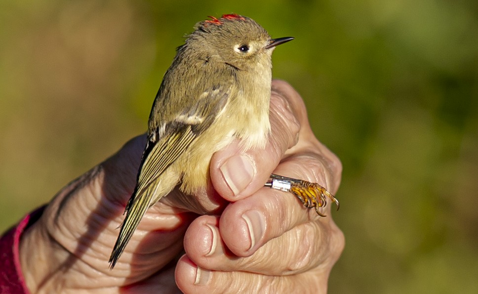 Ruby-crowned Kinglet - ML624224333