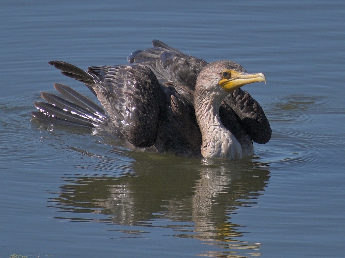 Double-crested Cormorant - maggie s