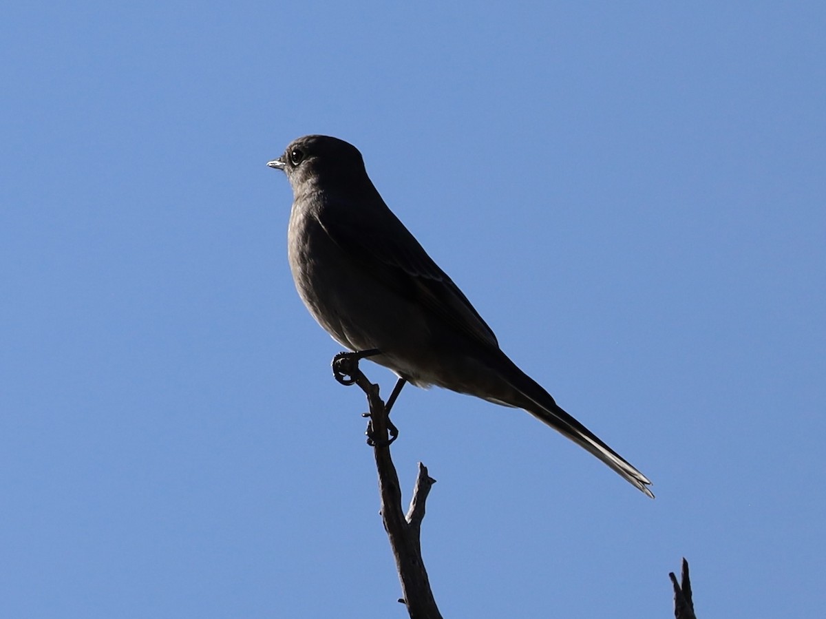 Solitario Norteño - ML624224352