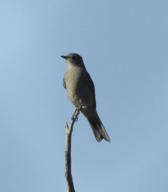 Townsend's Solitaire - Mohini Rawool-Sullivan