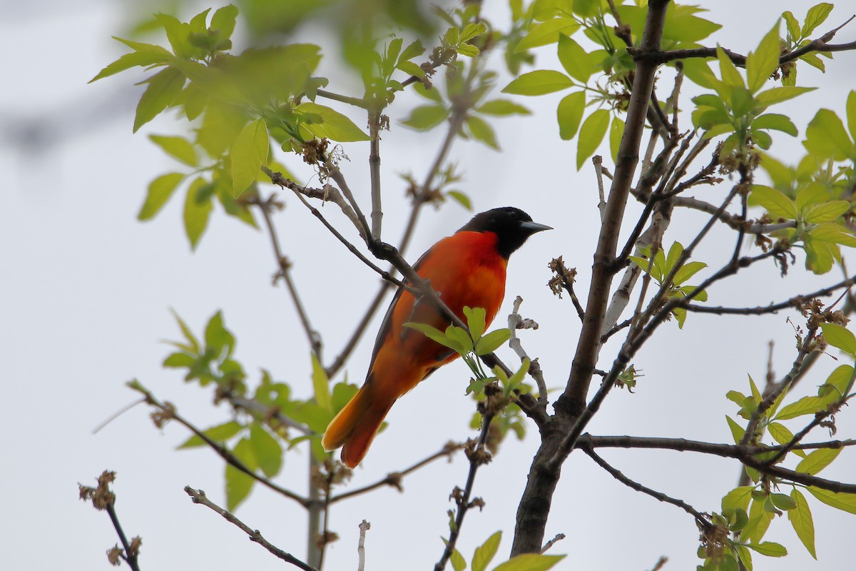 Baltimore Oriole - ML624224361