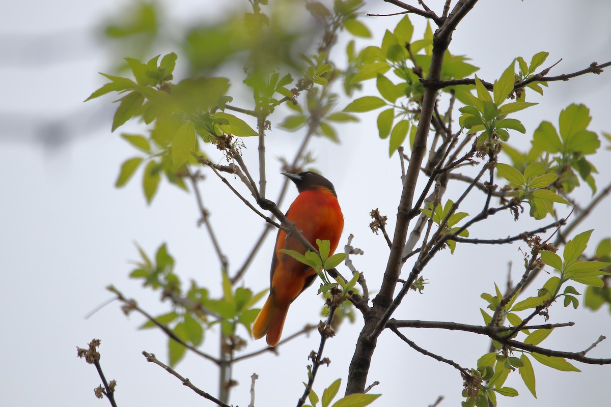 Baltimore Oriole - ML624224365