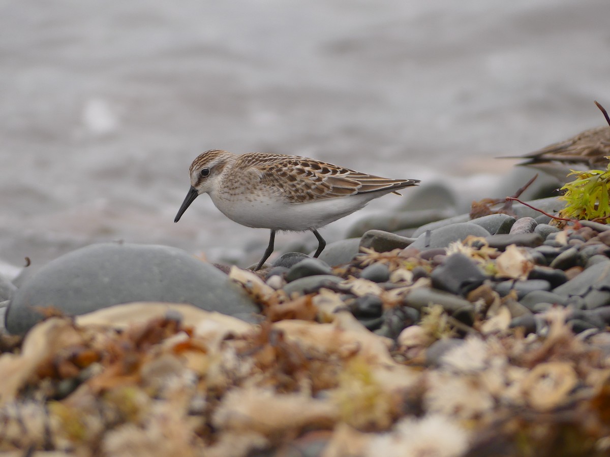 Semipalmated Sandpiper - ML624224377