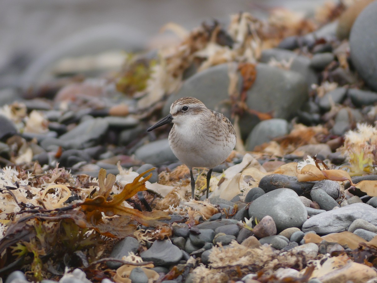 Semipalmated Sandpiper - ML624224378