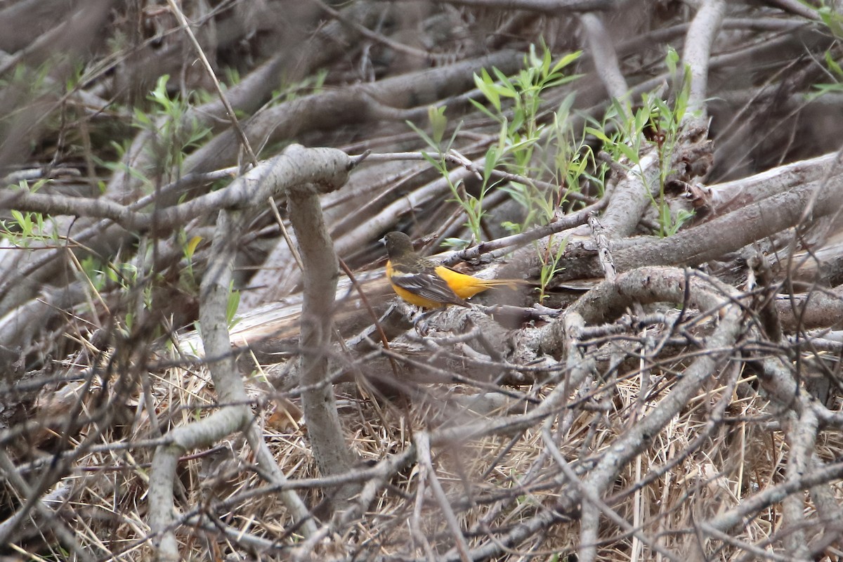 Baltimore Oriole - ML624224380