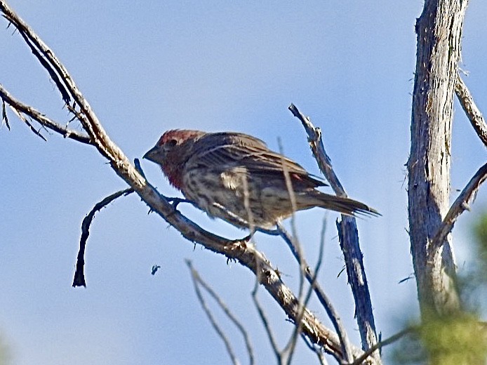 House Finch - ML624224381