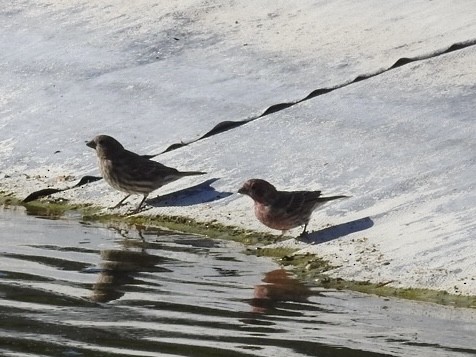 House Finch - ML624224382