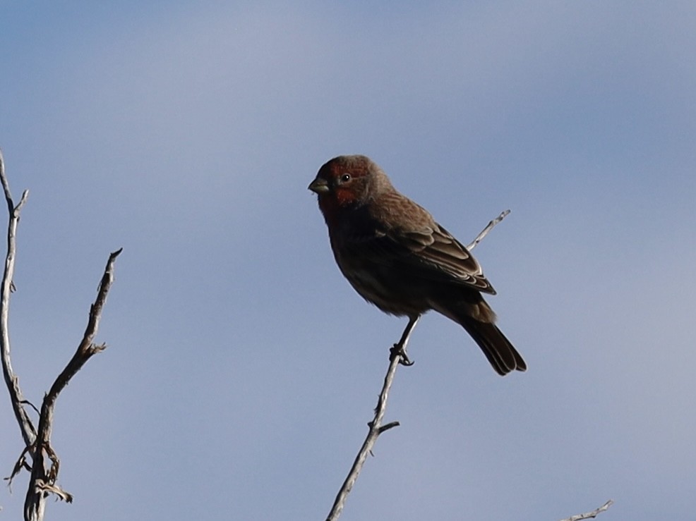 House Finch - ML624224383