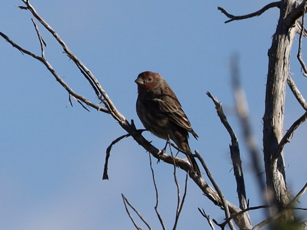 House Finch - ML624224384