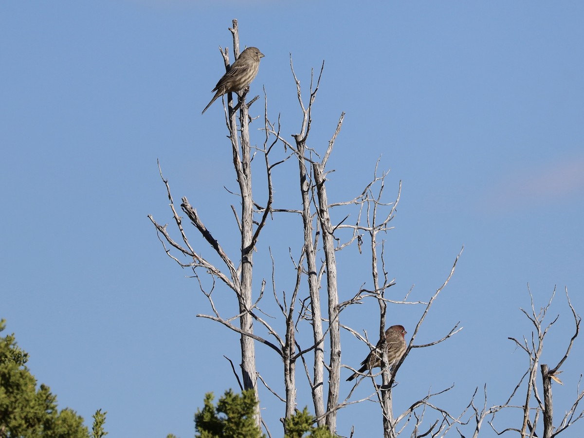 House Finch - ML624224385