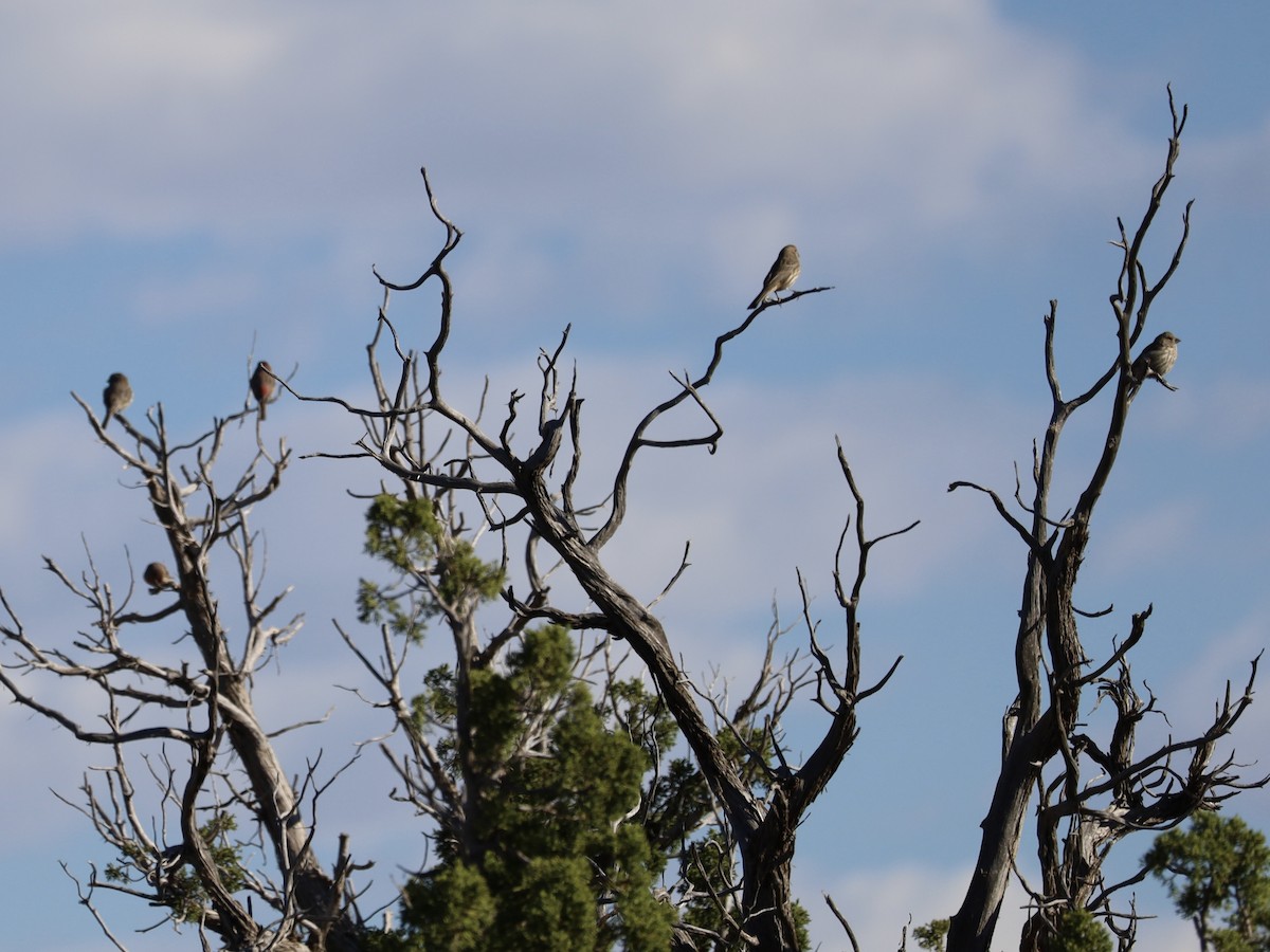 House Finch - ML624224386