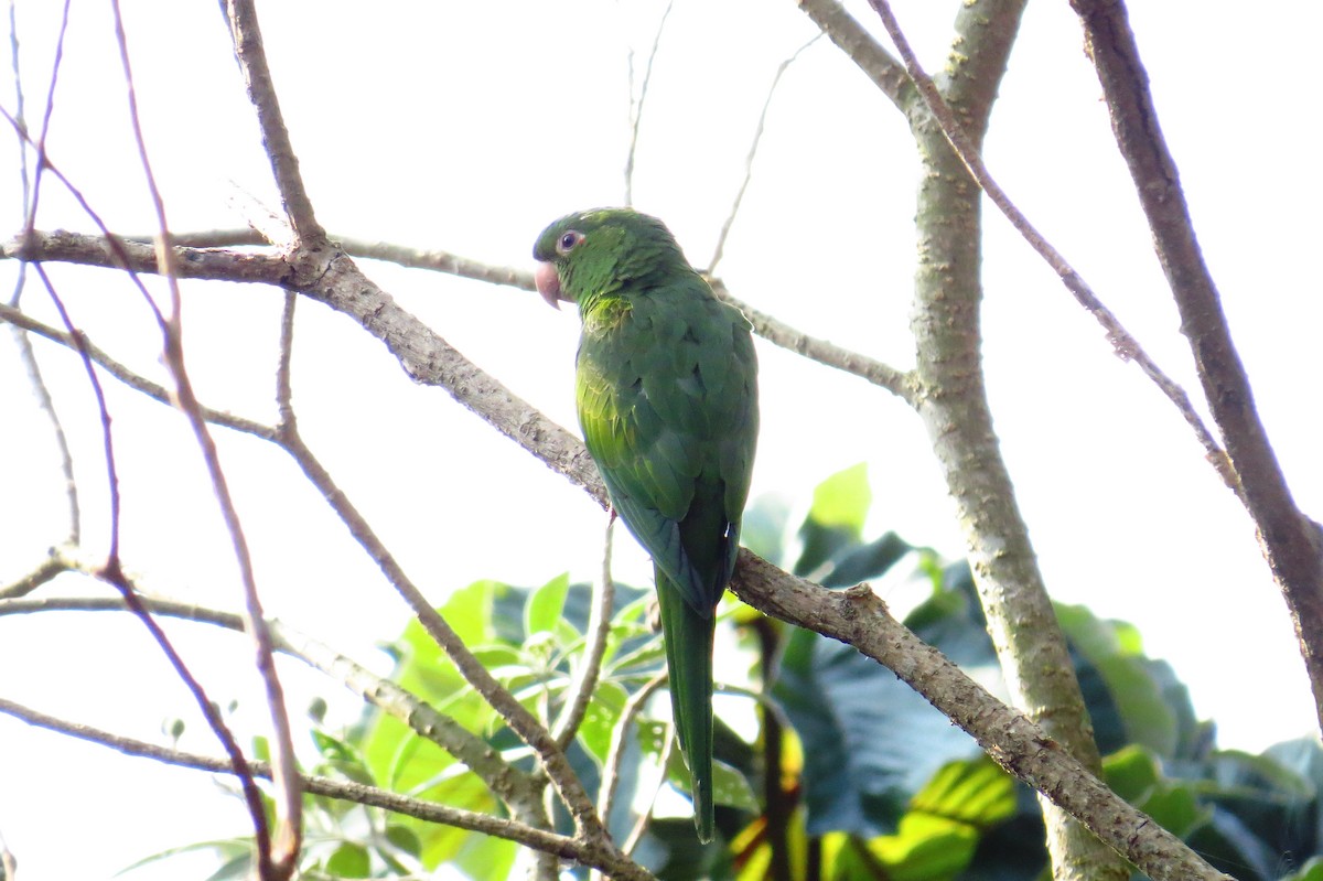 White-eyed Parakeet - ML624224392