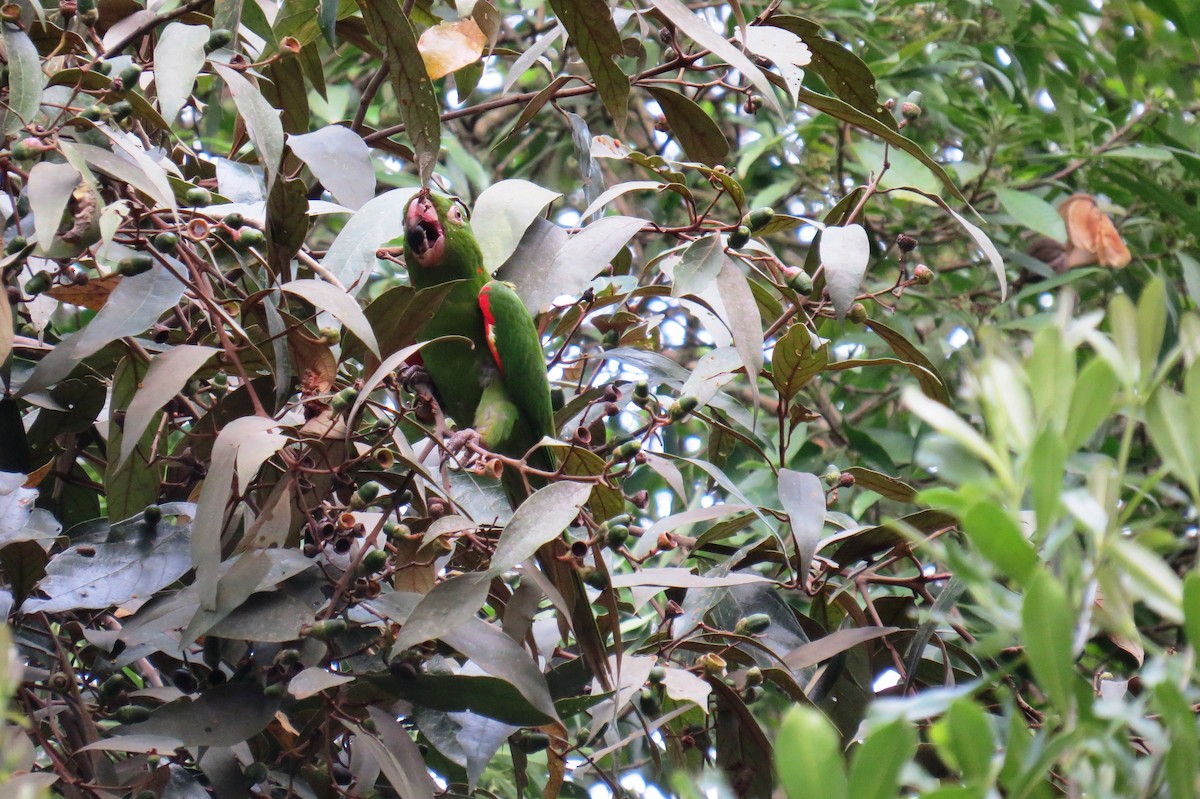 White-eyed Parakeet - ML624224393