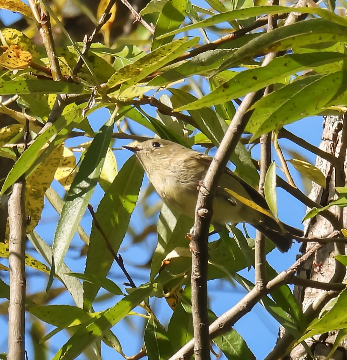 Ruby-crowned Kinglet - ML624224394