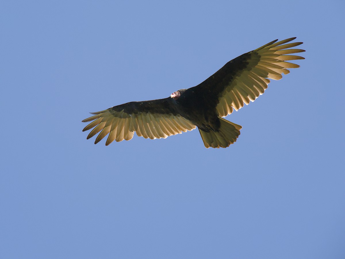 Turkey Vulture - ML624224395